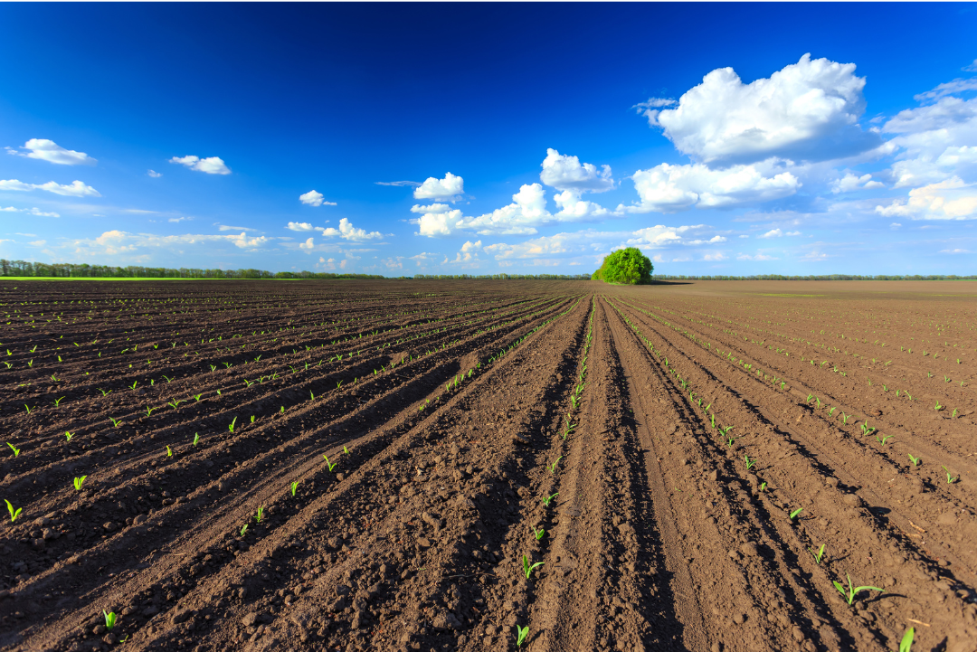 A ploughed dirt field and blue sky with scattered clouds