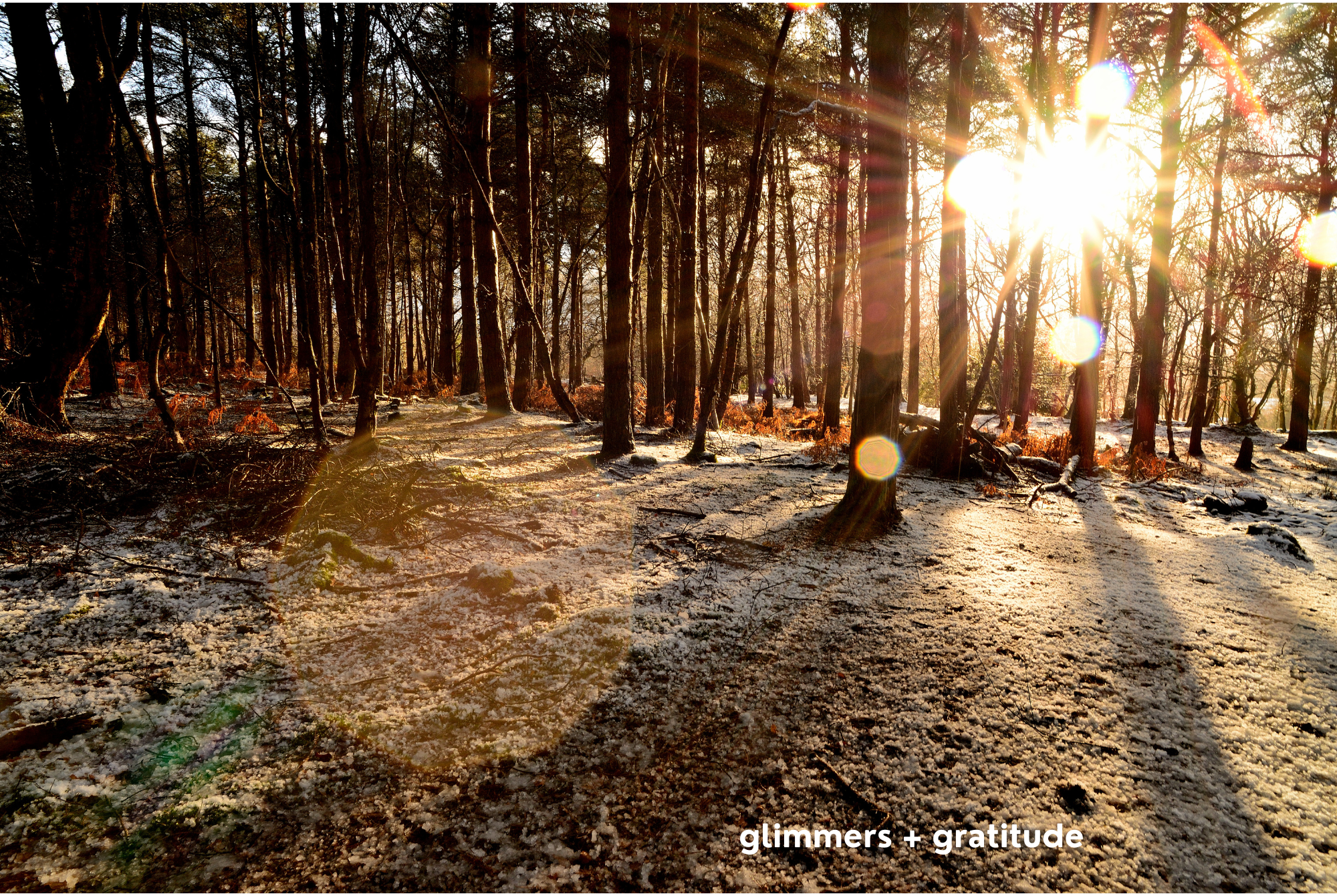 Glimmers of sunlight shine through a thick forest of trees.